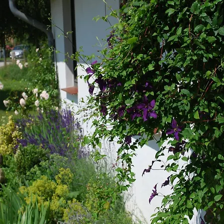 Elegant Mansion In With Swimming Pool Apartment