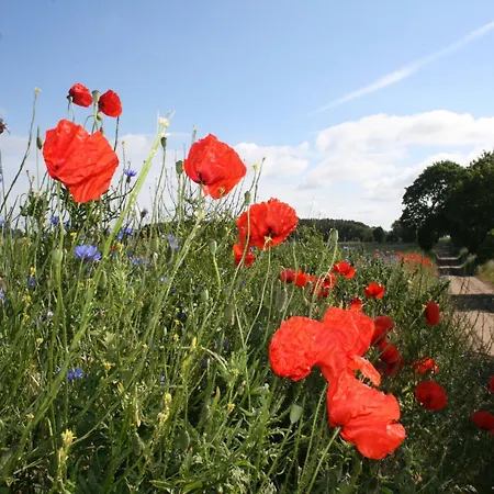 Elegant Mansion In With Swimming Pool *