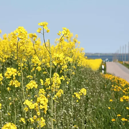 Elegant Mansion In With Swimming Pool Apartment